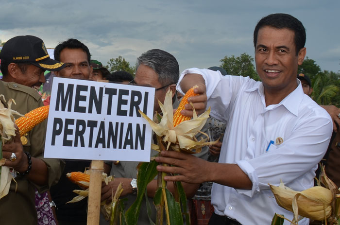 Dukung Moril Petani Sinabung, Mentan Panen Jagung di Kabupaten Karo